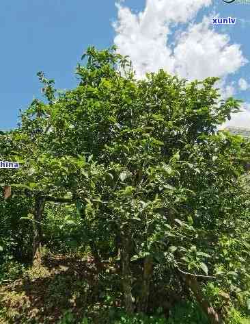 深山部落冰岛古树茶价格：800年树龄生茶，野生特点与功效解析