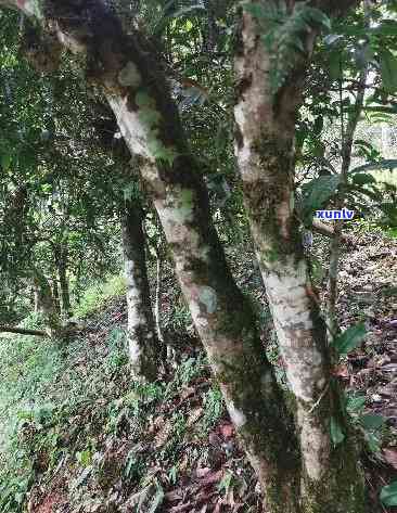 800年树龄冰岛古树生茶深山：特点、功效与价格全解析