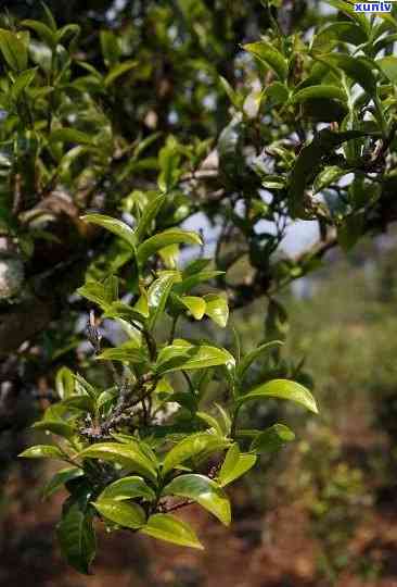 冰岛古树生茶，探索神秘的北风味：冰岛古树生茶的魅力与故事