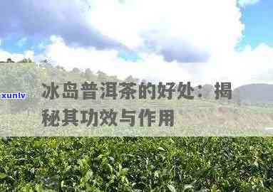 冰岛茶：揭示其对身体的全面益处