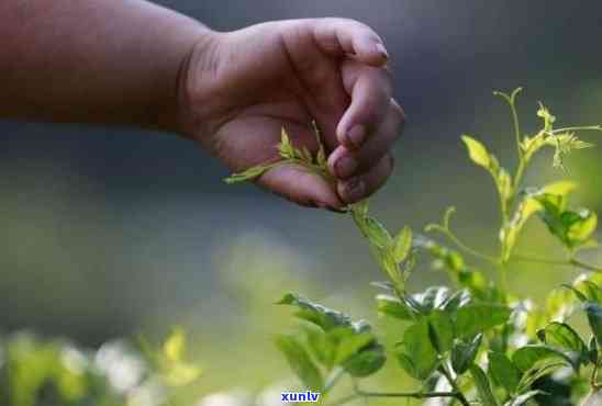 新普洱茶饮用后可能出现的不适症状探讨：头晕、恶心的原因及解决 *** 