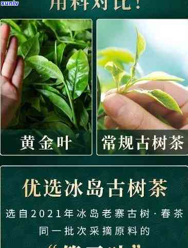 冰岛黄金叶茶叶是什么茶，探究冰岛黄金叶茶叶的神秘面纱：它究竟是什么茶？