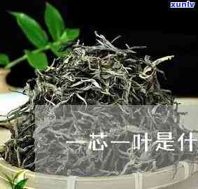 一叶一心是什么茶叶品种，揭秘茶叶品种：一叶一心是何种茶叶？