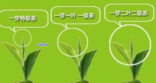 一叶一心是什么茶叶-一芽一叶和一芽二叶哪个更好