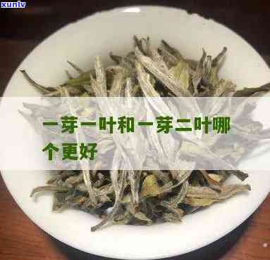 一叶一心是什么茶叶-一芽一叶和一芽二叶哪个更好