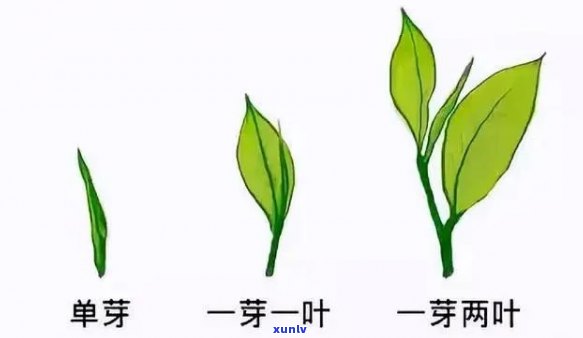 一叶一心是什么茶叶-一芽一叶和一芽二叶哪个更好