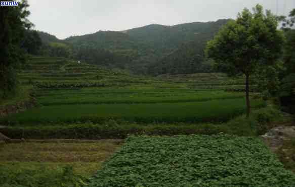 世界茶叶排名前十，揭秘全球茶叶市场：排名前十的大