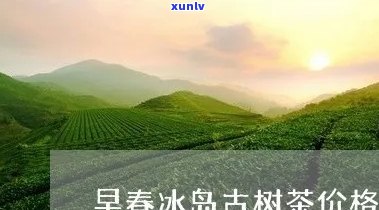 冰岛古树早春生态茶-冰岛古树早春生态茶价格表