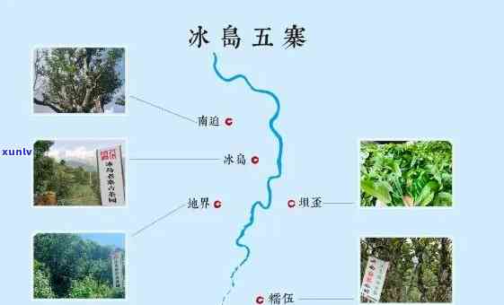 冰岛茶分布在哪些山头？全解析