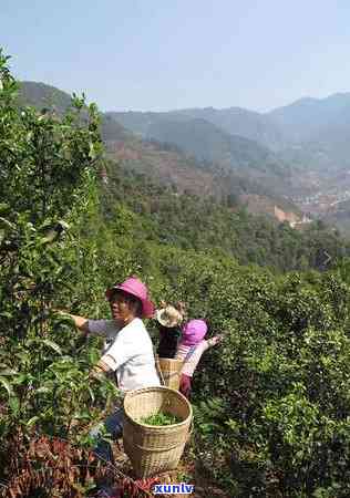 冰岛茶价格表及图片大全：最新详细信息与高清大图全览