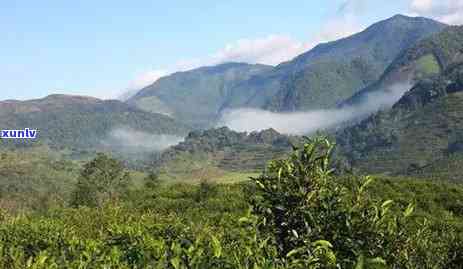 冰岛古树茶口感特点详细介绍：一款独特的茶叶，了解其独特风味和功效