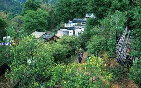 冰岛古树茶开采视频大全，探索神秘的冰岛古树茶：开采过程全记录视频大合集