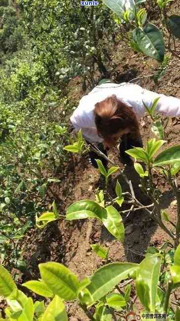 冰岛古树茶开采视频大全，探索神秘的冰岛古树茶：开采过程全记录视频大合集