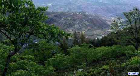 冰岛老寨古树茶条索-冰岛老寨古树茶300年