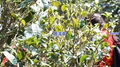 冰岛五寨茶图片大全及价格：详解五寨古树茶、生茶特点与口感