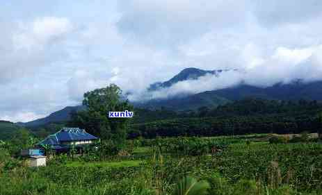 冰岛茶出自哪里，揭秘冰岛茶的产地：你不知道的事实