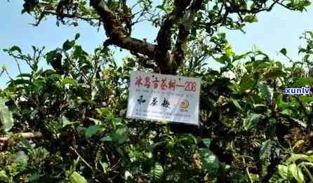 冰岛900年古树茶：价格、历与鉴全解析