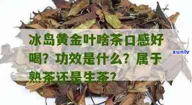 冰岛黄金叶：熟茶还是生茶？探讨其品种特性与口感特点