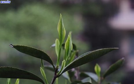 天冷适合喝什么茶叶，冬必备！哪些茶叶最适合寒冷天气饮用？