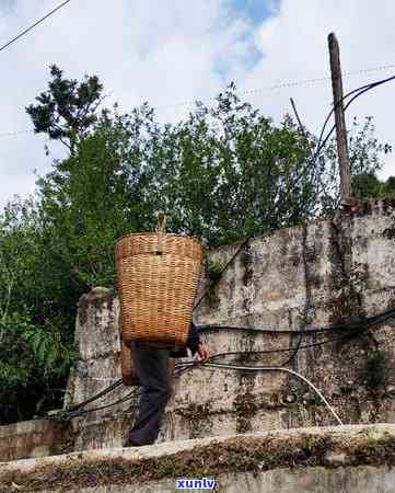 冰岛茶王树采摘视频播放，独家揭秘：冰岛茶王树采摘全过程！