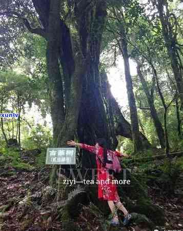 冰岛是不是勐库茶区-冰岛是不是勐库茶区之一