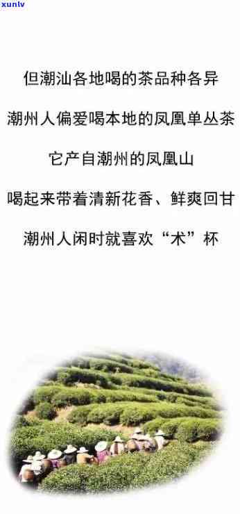 潮汕地区喝什么茶叶-潮汕地区喝什么茶叶最多