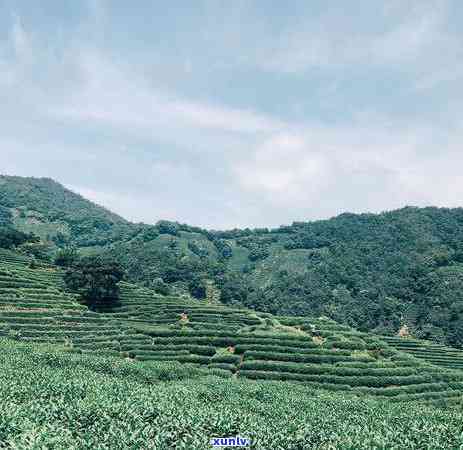 喝的茶叶是哪一种，寻找口感：揭秘喝的茶叶品种