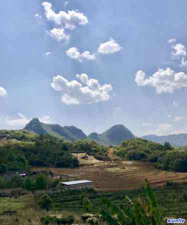 冰岛茶产区在哪个县-冰岛茶产区在哪个县境内