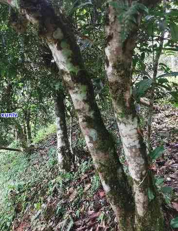 冰岛古树生茶的特征、品种、特点及功效，多少钱一斤？800年树龄深山中的古树生茶特性全解析！