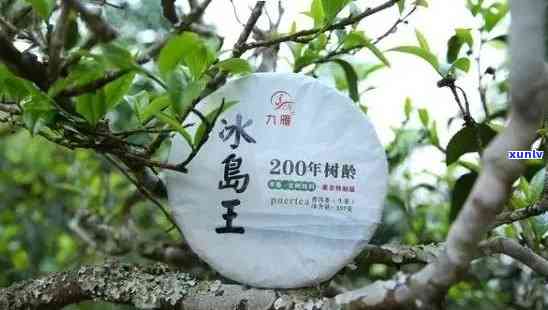 冰岛古树茶是什么茶，揭秘冰岛古树茶：它究竟是什么茶？