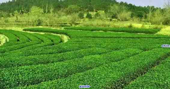 湖北赤壁产什么茶，揭秘湖北赤壁的特色茶叶品种