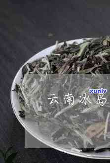 玉溪冰岛茶热带雨林-云南冰岛茶