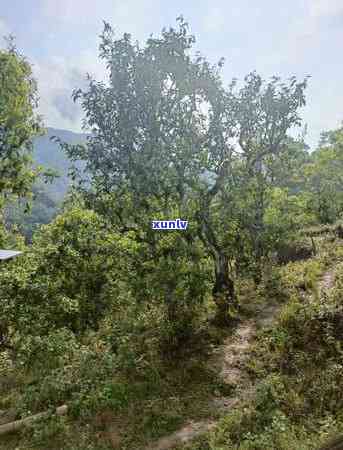 勐库冰岛茶极品珍藏-勐库冰岛茶介绍