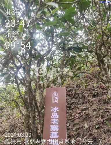 茶闻天下之冰岛老寨-冰岛老寨茶叶