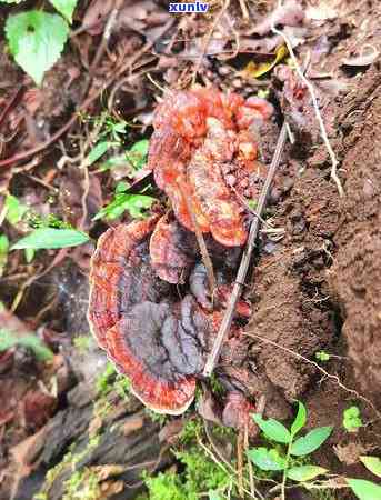 冰岛白茶：茶种、种植及功效全解析，是否为白茶？