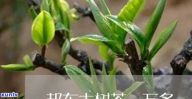 一万多一斤的茶叶，天价茶叶！一万元人民币才能购买一斤，你愿意尝试吗？