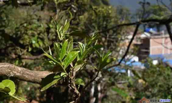 临沧冰岛茶树图片：揭秘云南临沧冰岛茶的独特魅力与价值，一探其价格、名号及生长环境。