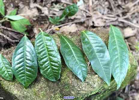 印冰岛印象印级茶-冰岛印象茶厂印