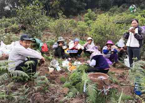 冰岛老寨春料茶价格表，最新冰岛老寨春料茶市场价格一览表