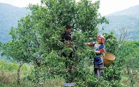 冰岛茶，探索冰岛茶的魅力：揭秘冰岛茶的世界