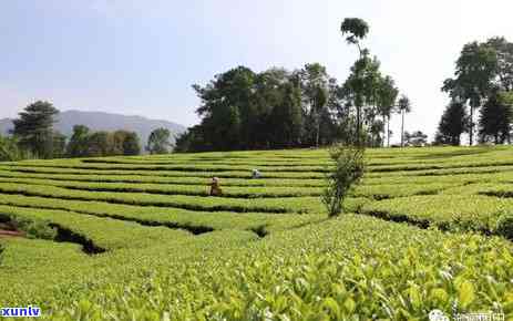 湖南阳有什么茶叶品种，探索湖南阳的茶叶品种：一场味蕾的旅程