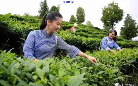 湖南阳有什么茶叶品种，探索湖南阳的茶叶品种：一场味蕾的旅程