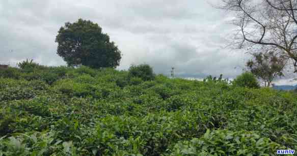 十大名茶叶品种排名-十大名茶叶品种排名榜