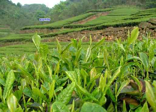 四川宜宾产什么茶叶-四川宜宾产什么茶叶最多