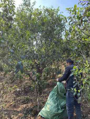 冰岛古树茶拍卖：历更高录与成交价格全解析