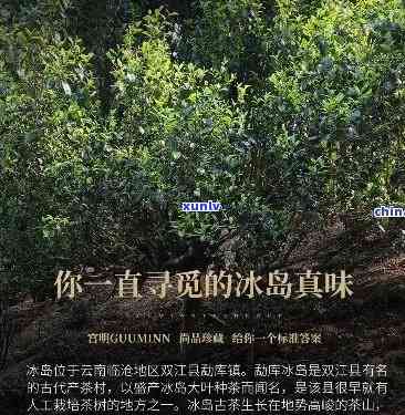 为什么冰岛茶价格都不一样，探秘冰岛茶价差异：影响因素解析