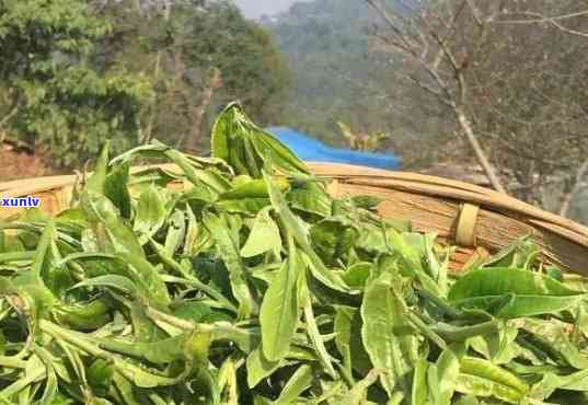 冰岛大叶种茶：品种、价格与优劣比较，详解云南冰岛大叶种及晒青茶价