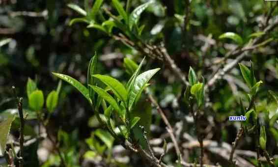 冰岛糯是熟普吗？详解其特点、价格及古树茶特性