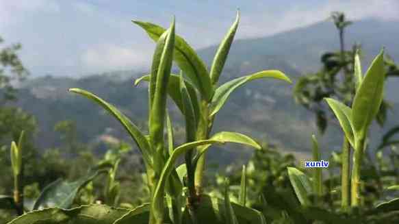 茶叶是叶子好还是芽好，茶叶，叶子or芽？哪种更好？