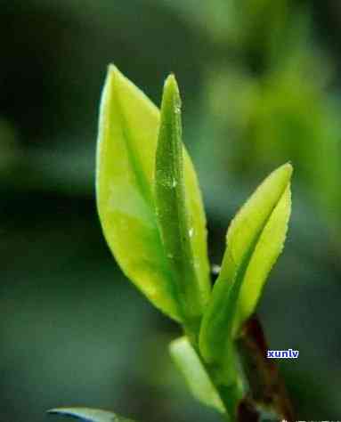 茶叶芽好还是叶好？茶叶芽和叶的区别与优劣分析